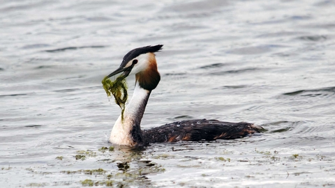 Wetland birds
