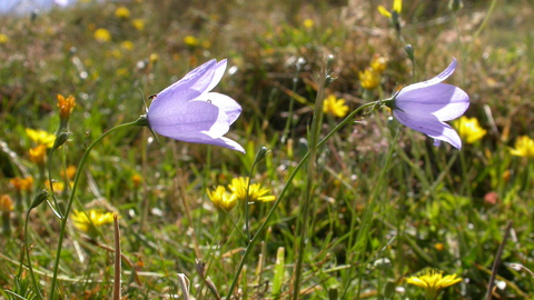 Harebell