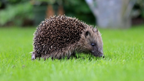 Hedgehog