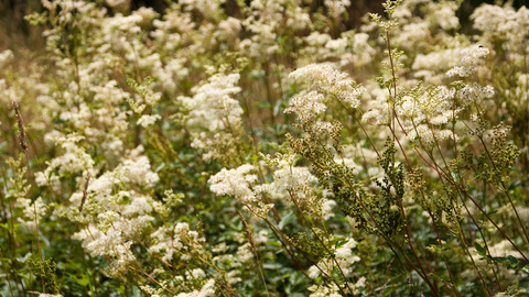 Meadowsweet