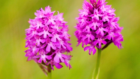 Pyramidal orchid