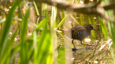 Water rail