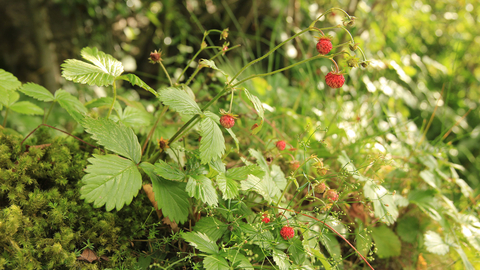 Wild strawberry