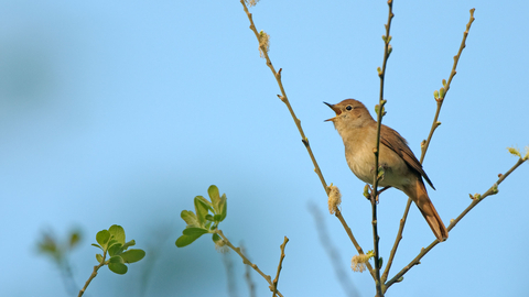 Nightingale