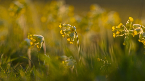 Cowslip