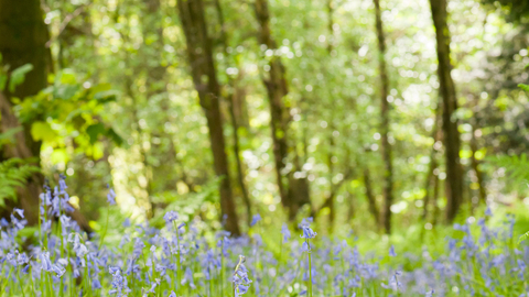 Bluebell wood
