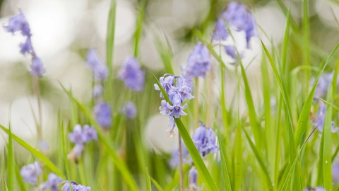 Bluebells