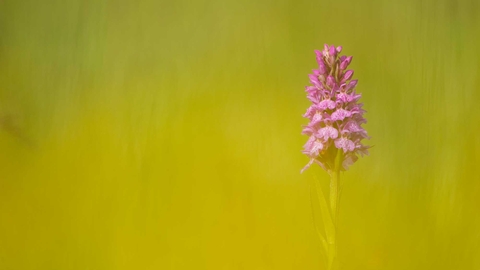 Common spotted orchid