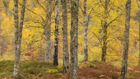 Silver birch