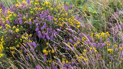 Heather and gorse