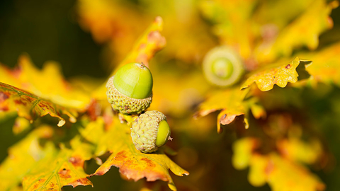 Oak leaves