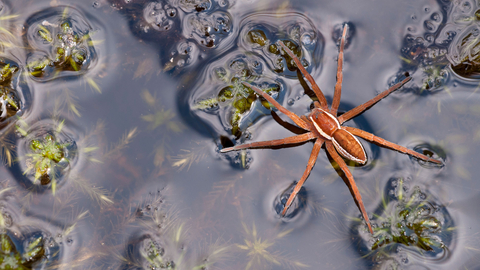 Raft spider