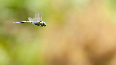 Emperor dragonfly