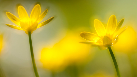 Lesser celandine 