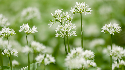 Wild Garlic