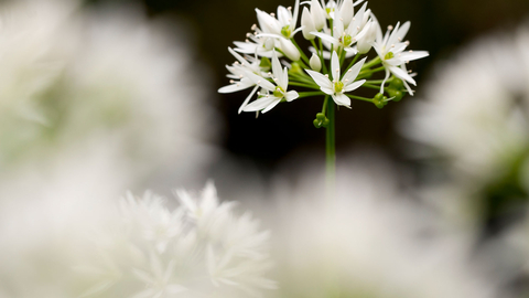 Wild garlic