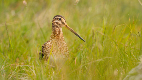 Snipe