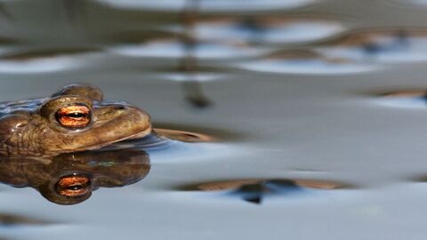 Common toad in a pond