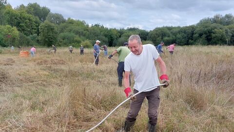 Volunteer scything