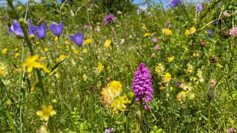 Colourful pink, purple and yellow flowers in the sunshine