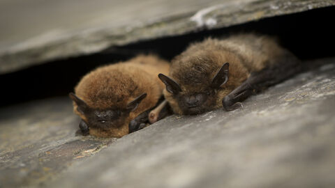 A common and soprano pipistrelle bat snuggled in a gap on a roof