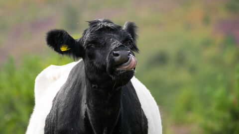 Belted Galloway Cow