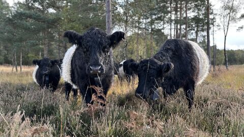 Belted Galloway cows on Chobham common