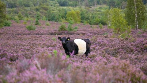 Belted Galloway on heathland