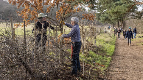 Hedgelaying