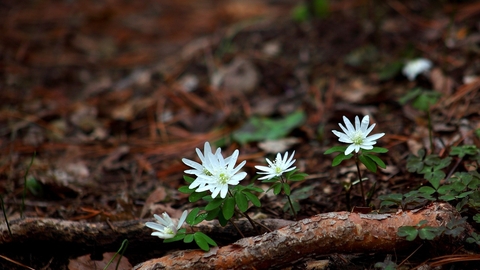 Ancient Woodland Indicators