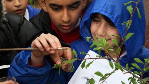 Children carefully removing a caterpillar from a leaf to look at in more detail