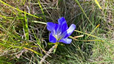 Marsh Gentian