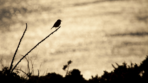 Image of a bird sitting on a branch