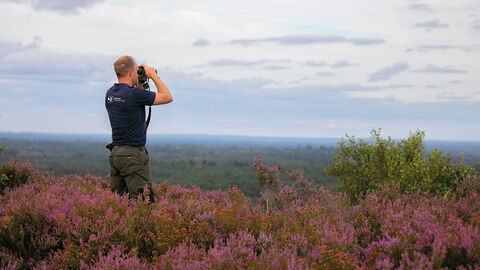 Staff member surveying a heathland site