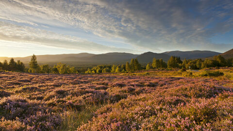 Heather © Mark Hamblin 2020Vision