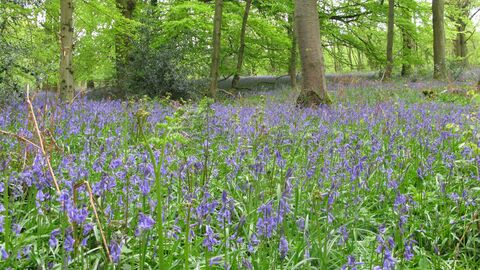 Bluebells in a woodland