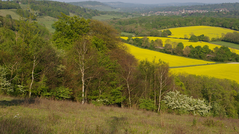 Surrey is special