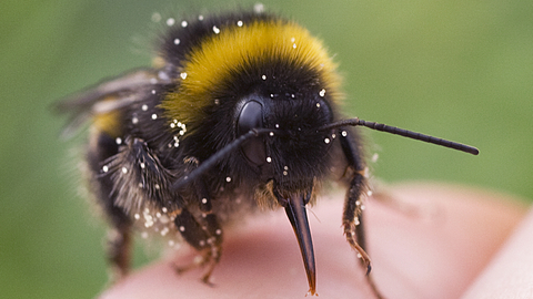 white tailed bumble bee