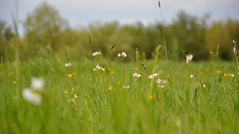 Wildflower meadow
