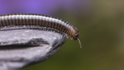 millipede