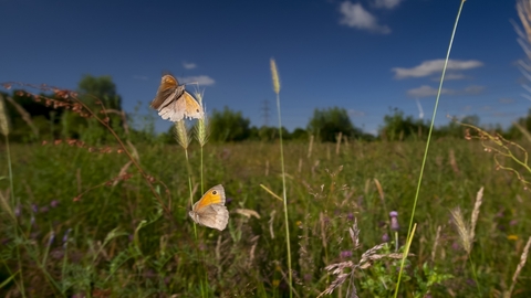 Two meadow brown butterflies fluttering above a grassy meadow. The butterflies are brown and orange with a black spot on the tip of their wings. A dark blue sky behind them.