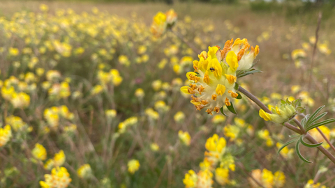 Wildflower meadow
