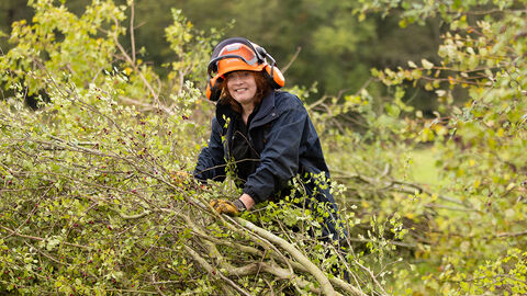 A woman hedgelaying 