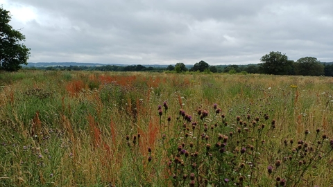 Horsley Meadows wildflower meadow