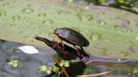 Water beetle