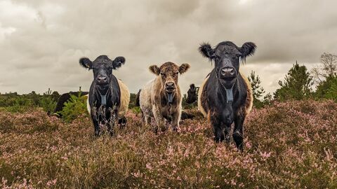 Three belted galloway cows stood in a carpet of pink heather with moody grey skies above.