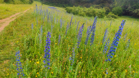 Chalk grassland - blue flowers