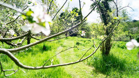 Glebe wood image