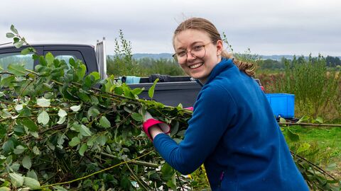 A volunteer placing cut willow in a pile.
