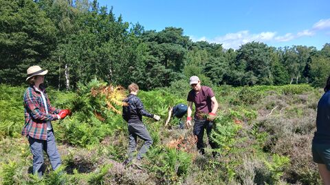 Work experience students clearing bracken at Wisley Common